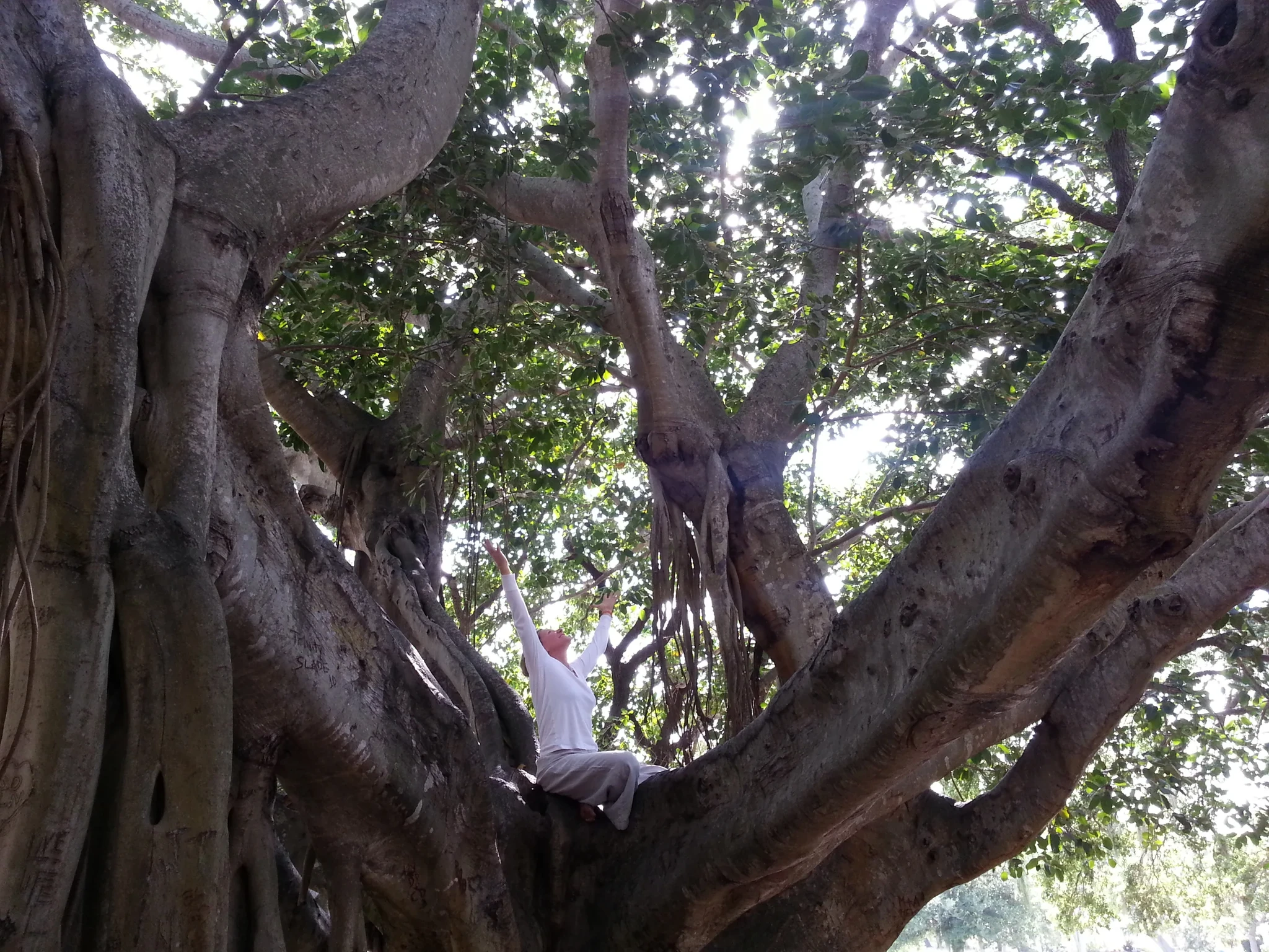 Inez in tree.jpg
